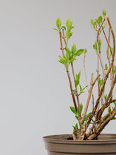 products/SotoProductShootLowQ-1945_61ea3ac7-b491-4818-8b39-14f4b98c4693.jpg